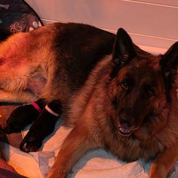 German Shepherd puppies from Beau Ideal German Shepherds
