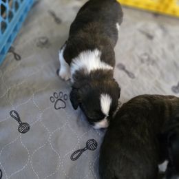 Cardigan Welsh Corgi Puppies from Savage Family Farm