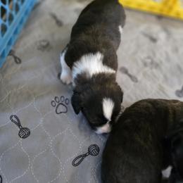Cardigan Welsh Corgi Puppies from Savage Family Farm
