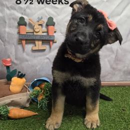 Gerda - Black and tan female German Shepherd puppy in Linden, Pennsylvania from Legacy Lane Kennels