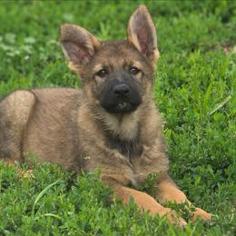 Morgan - Sable female German Shepherd puppy in Darlington, Wisconsin from Outlier Kennel