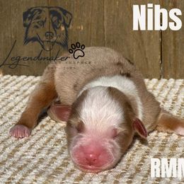 Miniature Australian Shepherd and Toy Australian Shepherd Puppies from Willow Lane Ranch