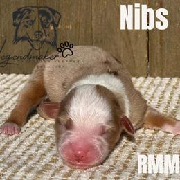 Miniature Australian Shepherd and Toy Australian Shepherd Puppies from Willow Lane Ranch