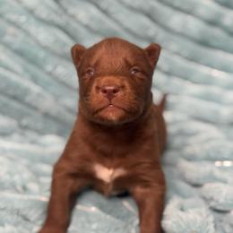 Alabama - Red and white male Siberian Husky puppy in London, Ohio from Rose Trail Siberian’s