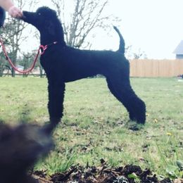 Quinn  - Poodle