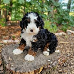 Bernedoodle Puppies from Beartown Doodles