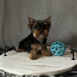 Fancy - Black and tan female Yorkshire Terrier puppy in Pana, Illinois from Lucky Star Yorkies