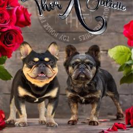 French Bulldog puppies from Toy House Frenchies