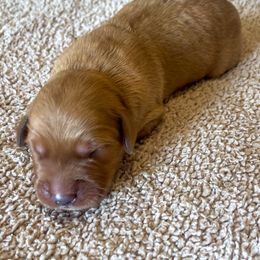 Tucker - Golden male Golden Retriever puppy in Wellington, Colorado from High Country Golden Retrievers