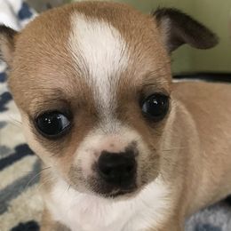 Chihuahuas from Chet's French Quarter Chihuahuas