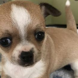 Chihuahuas from Chet's French Quarter Chihuahuas