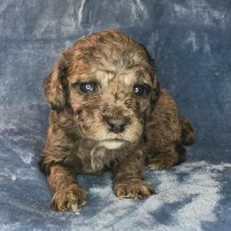 Flint - Merle male Cockapoo puppy in Bedford, Iowa from Our Father’s Doodles