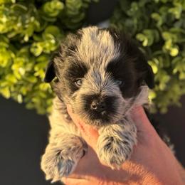 Purple girl - Parti female Miniature Schnauzer puppy in Oneonta, Alabama from Murphree Valley Kennels