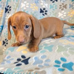 Red - Red male Dachshund puppy in Hemphill, Texas from Chapman Doxies