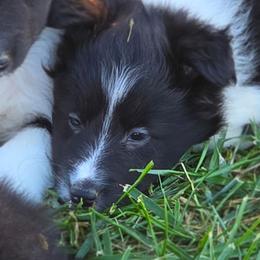 Honey - Black and white female Shetland Sheepdog puppy in Luray, Missouri from Krayola Shelties