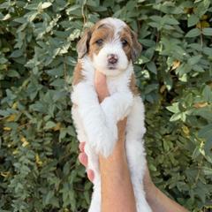 Rebeca - Brown female Whoodle puppy in Gilbert, Arizona from Gilbert Bernedoodles & Whoodles