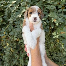 Rebeca - Brown female Whoodle puppy in Gilbert, Arizona from Gilbert Bernedoodles & Whoodles