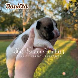 Vanilla - Fawn and white male French Bulldog puppy in Loxahatchee, Florida from Blue Wonder Frenchies