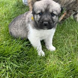 Girl 1 - Fawn female Anatolian Shepherd Dog puppy in Clifton, Illinois from Mcginnis Guardian Dogs