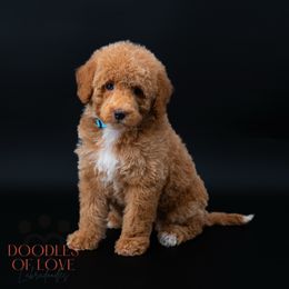 Miss Blue - Red female Labradoodle puppy in Travelers Rest, South Carolina from Doodles of Love Labradoodles