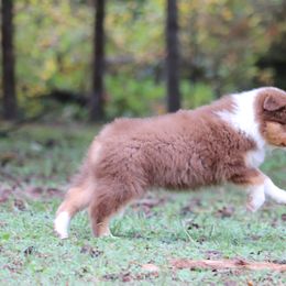 Australian Shepherd Puppies from Wandering Acres Ranch