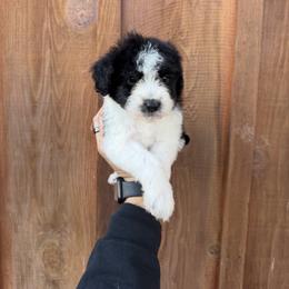 Ellen - Black and white female Bernedoodle puppy in Yuba City, California from Ranch House Doodles