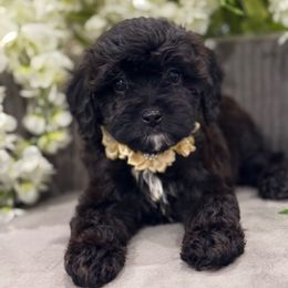 Phoenix - Black and white female Cavapoo puppy in Apple Valley, California from Fletcher Fuzzy Friends