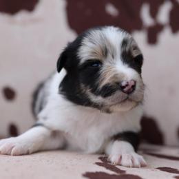 MAGIC - Blue merle male Australian Shepherd puppy in Star City, Arkansas from Blush & Lace Aussie Co.