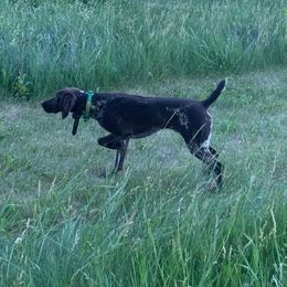 Priya - German Shorthaired Pointer