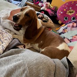 Basset Hound Puppies from Laura Lankford