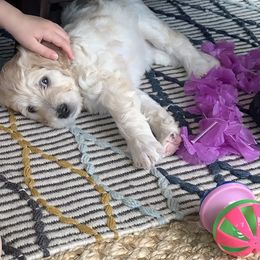 Double Doodle Puppies from Riverside Doodles in Seattle