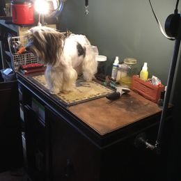 Yorkshire Terrier All Grown Up from Sauty Dog Yorkies