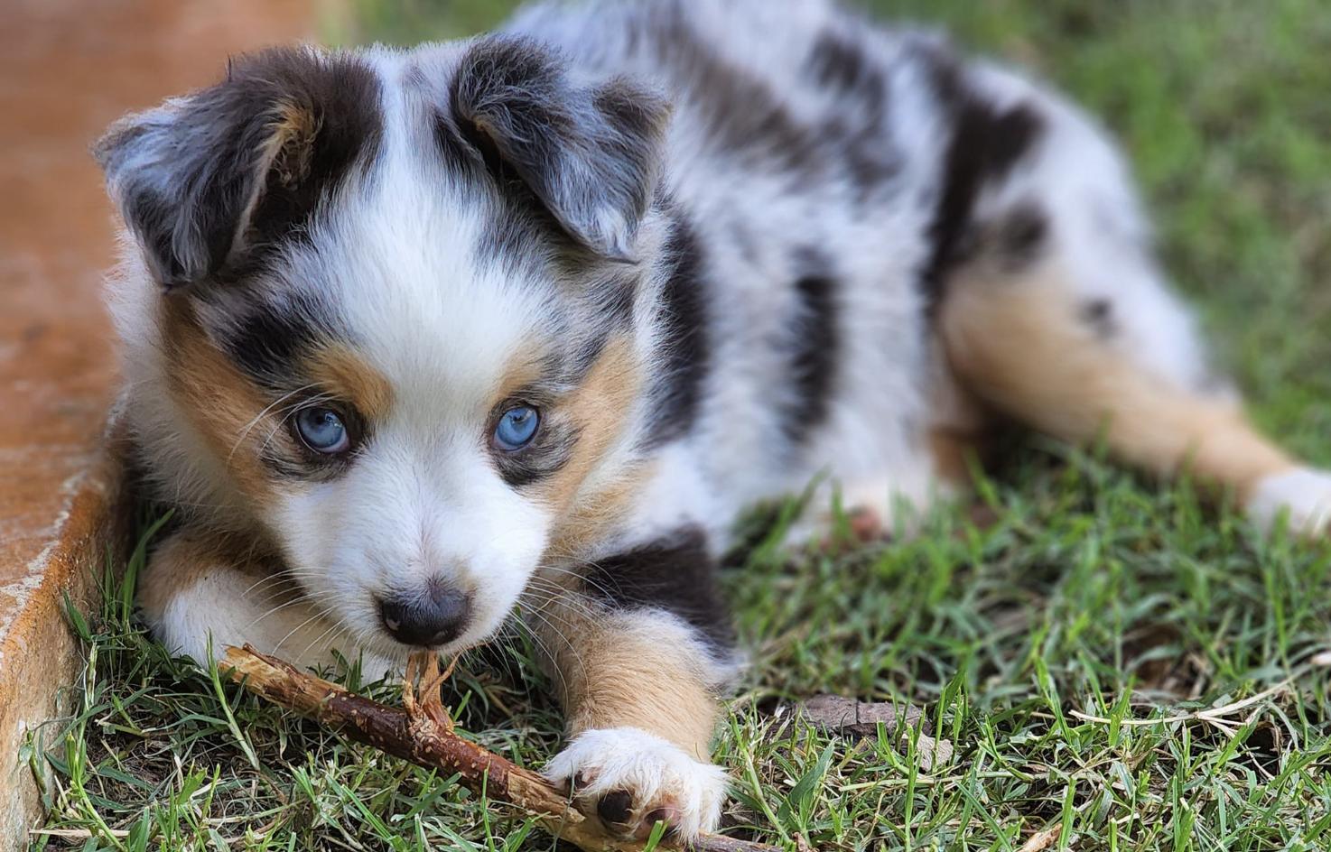 Lisa's Awesome Aussies in Oklahoma Miniature Australian Shepherd