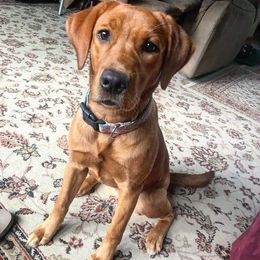 Labrador Retriever All Grown Up from Danette Nowicki