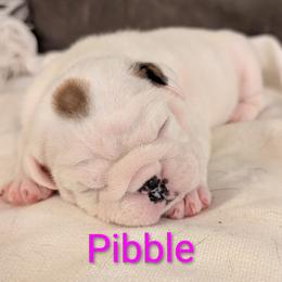 Bulldog Puppies from Shirley EB
