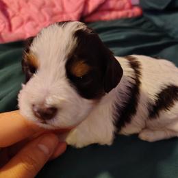 Liver red parti - Parti male Miniature Schnauzer puppy in Florida from Central Florida Schnauzers