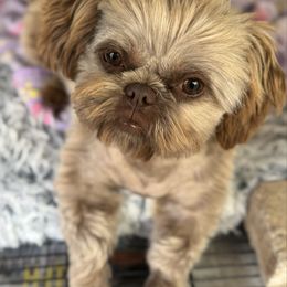Karmee - Shih Tzu