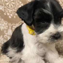 Miniature Schnauzer Puppies from Stellar Schnauzers