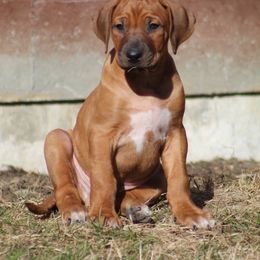 Rhodesian Ridgeback Puppies from Supernova Ridgebacks