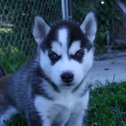 Siberian Husky Puppies from AVADAR Siberians