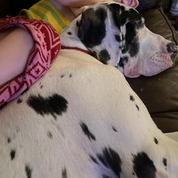 Great Dane Puppies from KD Sweet Southern Danes