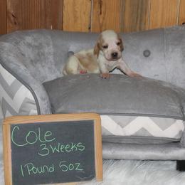 Cole - Lemon and white male Basset Hound puppy in Dover, Arkansas from S&S American Bassets