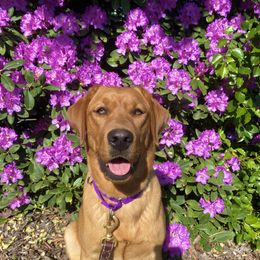 Labrador Retriever Puppies from Copper Clover Labradors