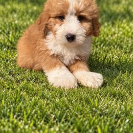Theodore (Laurie) - Red male Bernedoodle puppy in Rose Hill, North Carolina from Red Door Canines