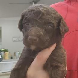 Sven (Tiny) - Chocolate male Labradoodle puppy in Siloam Springs, Arkansas from Siloam Doodles