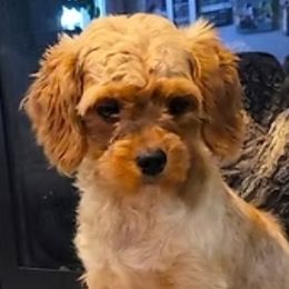Meg - Cavapoo