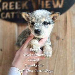 Boy 2 - Blue male Australian Cattle Dog puppy in Monroe, North Carolina from Creek View Cattle Dogs
