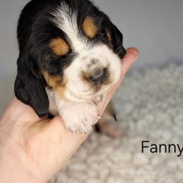 Fanny - Black brown and white female Basset Hound puppy in Mack's Creek, Missouri from Mack's Creek Basset Hounds
