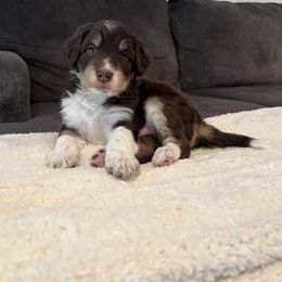 Aussiedoodle Puppies from A Dose Of Doodle