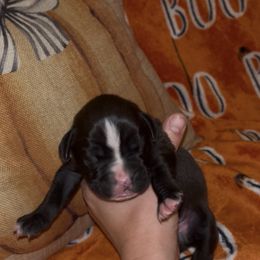 Girl 1 - Brindle female Boxer puppy in Saugerties, New York from Nala’s Pride